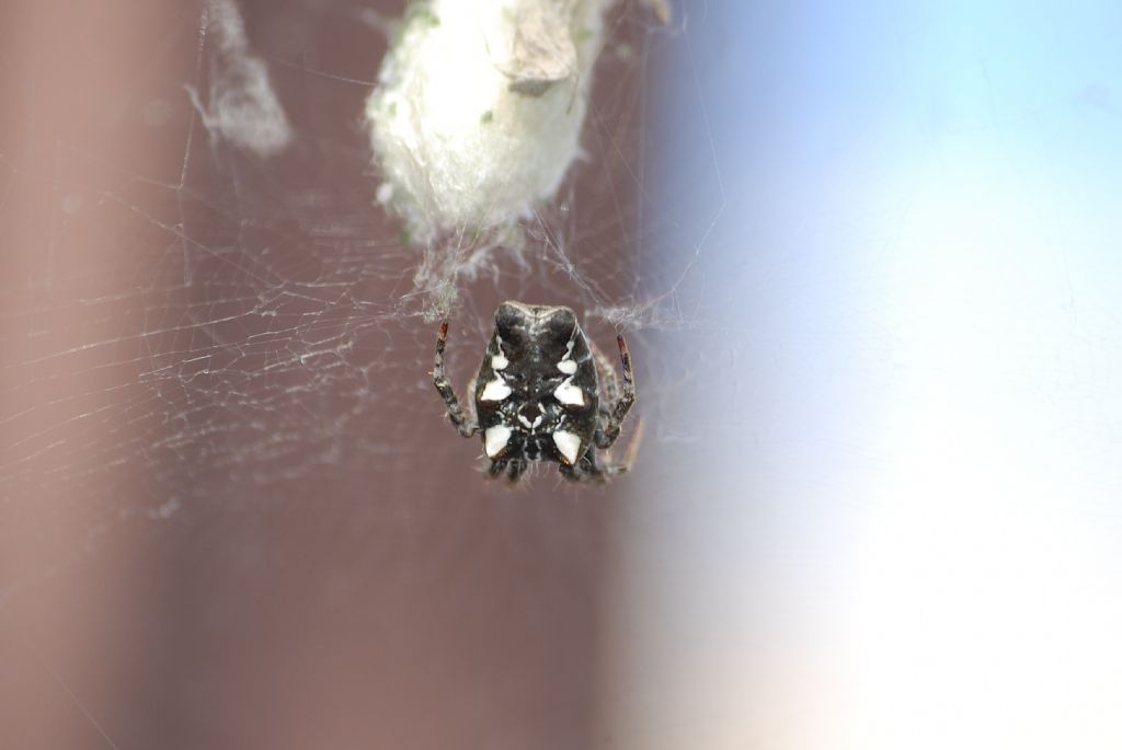 Cyrtophora citricola - Roma (RM)